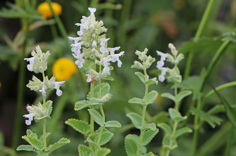 Blaue Katzenminze 'Alba' - Nepeta x faassenii 'Alba'