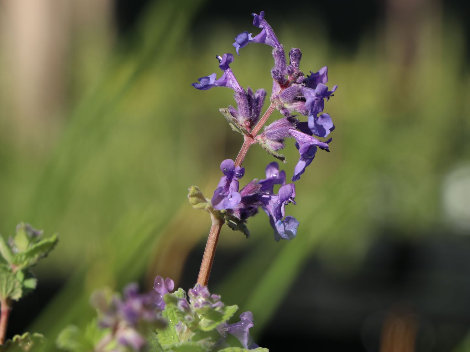 Blaue Katzenminze 'Auslese'
