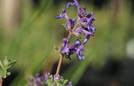 Blaue Katzenminze 'Auslese'