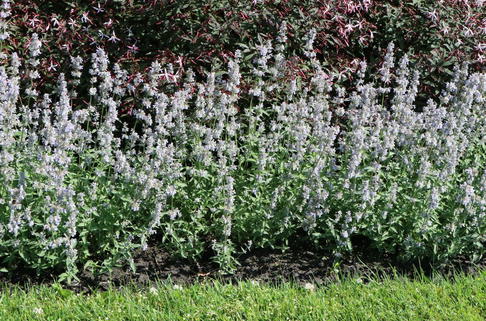 Blaue Katzenminze 'Gletschereis' - Nepeta x faassenii 'Gletschereis'