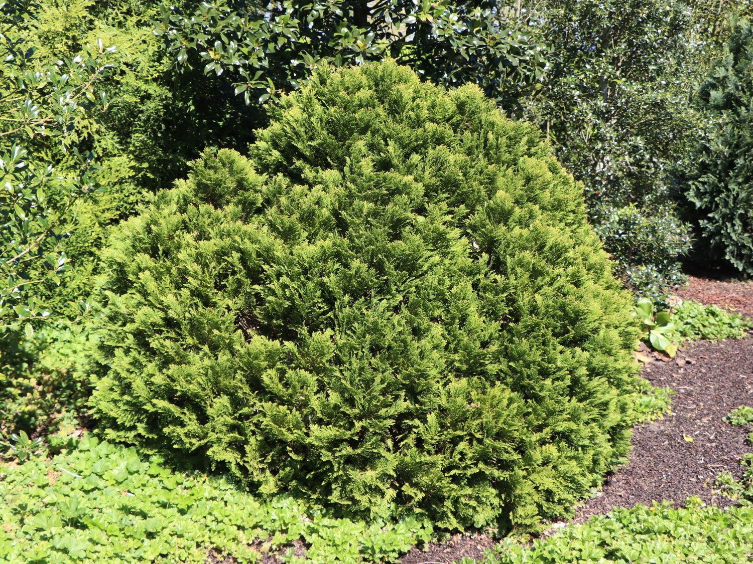 Blaue Kissen-Zypresse 'Minima Glauca' - Chamaecyparis lawsoniana 'Minima Glauca'