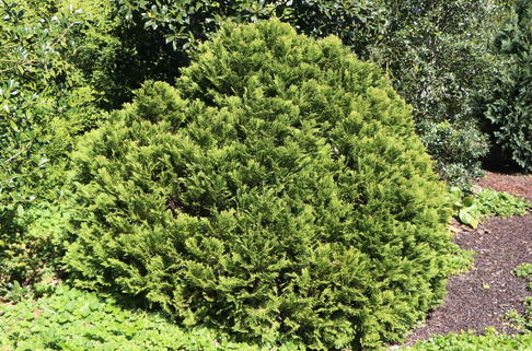 Blaue Kissen-Zypresse 'Minima Glauca' - Chamaecyparis lawsoniana 'Minima Glauca'