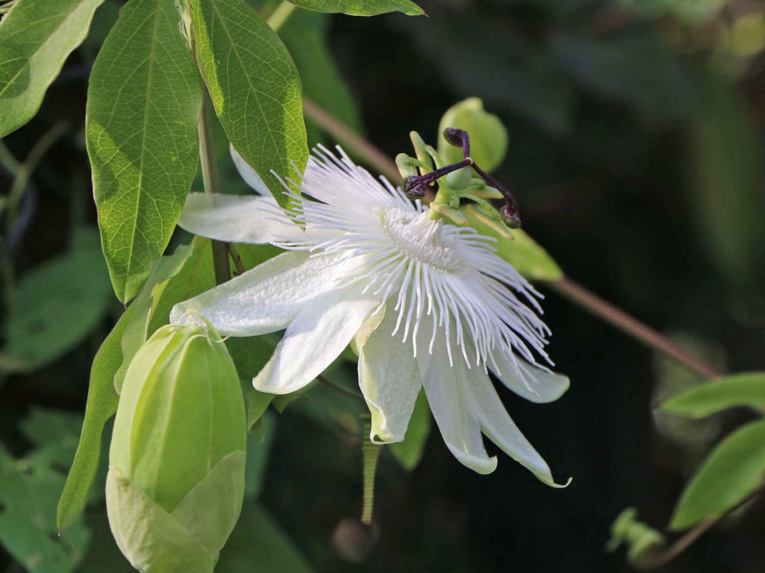 Blaue Passionsblume 'Constance Elliot'