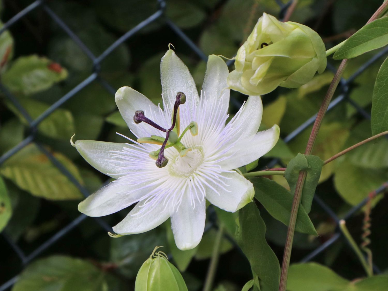 Blaue Passionsblume 'Constance Elliot' - Passiflora caerulea 'Constance Elliot' , Passiflora caerulea 'Constance Elliot'