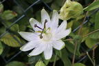 Blaue Passionsblume 'Constance Elliot' - Passiflora caerulea 'Constance Elliot' , Passiflora caerulea 'Constance Elliot'