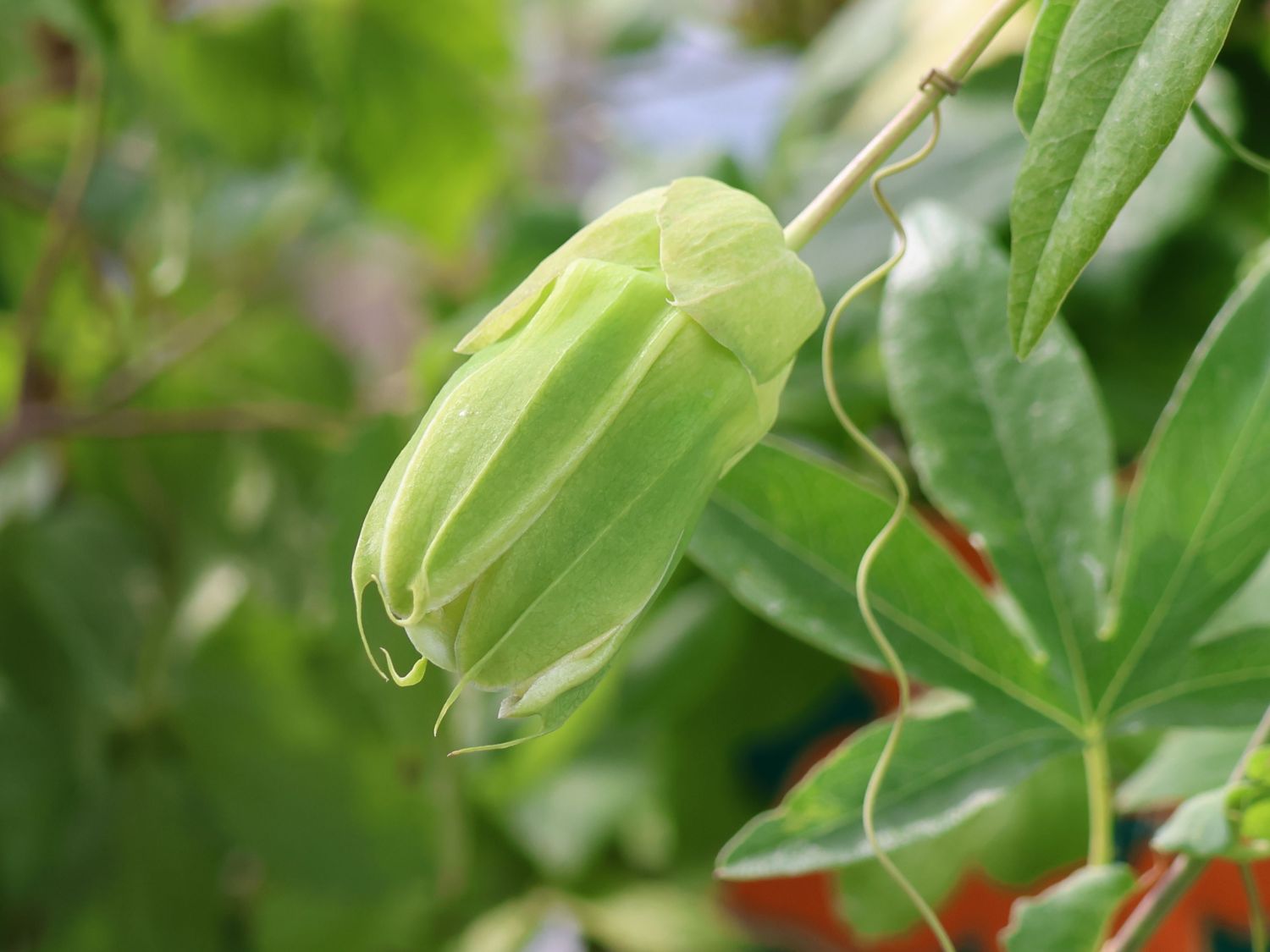 Blaue Passionsblume 'Constance Elliot' - Passiflora caerulea 'Constance Elliot' , Passiflora caerulea 'Constance Elliot'