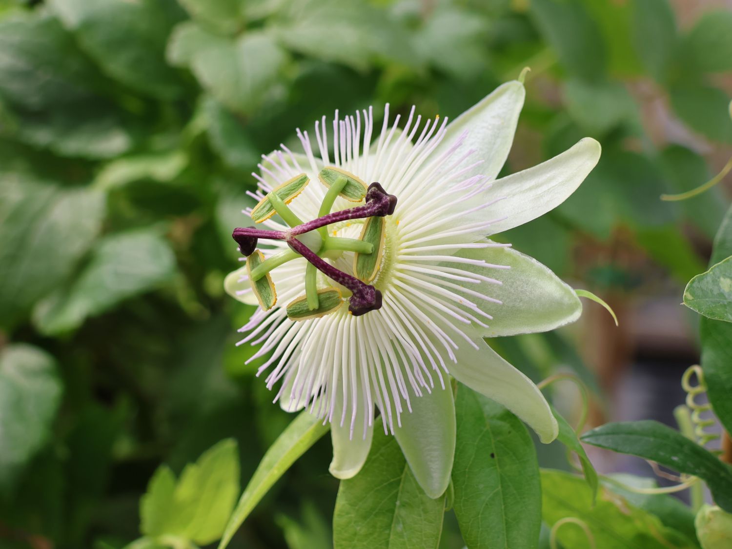 Blaue Passionsblume 'Constance Elliot' - Passiflora caerulea 'Constance Elliot' , Passiflora caerulea 'Constance Elliot'