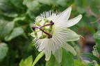 Blaue Passionsblume 'Constance Elliot' - Passiflora caerulea 'Constance Elliot' , Passiflora caerulea 'Constance Elliot'