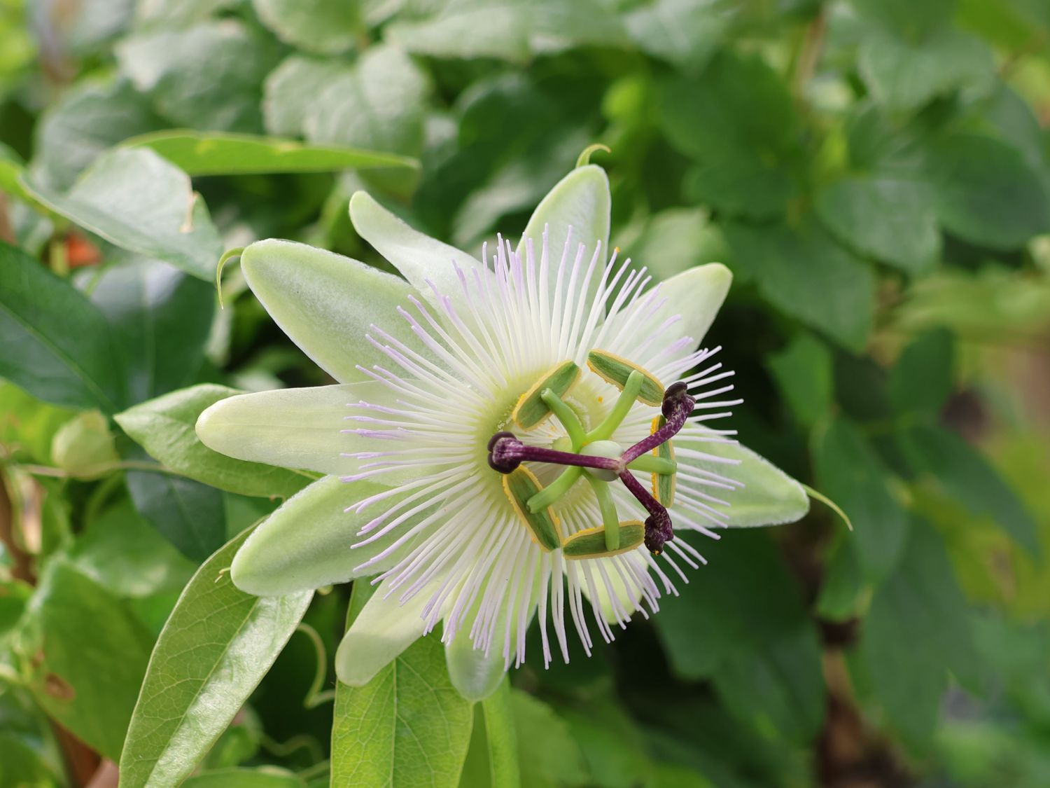 Blaue Passionsblume 'Constance Elliot' - Passiflora caerulea 'Constance Elliot' , Passiflora caerulea 'Constance Elliot'
