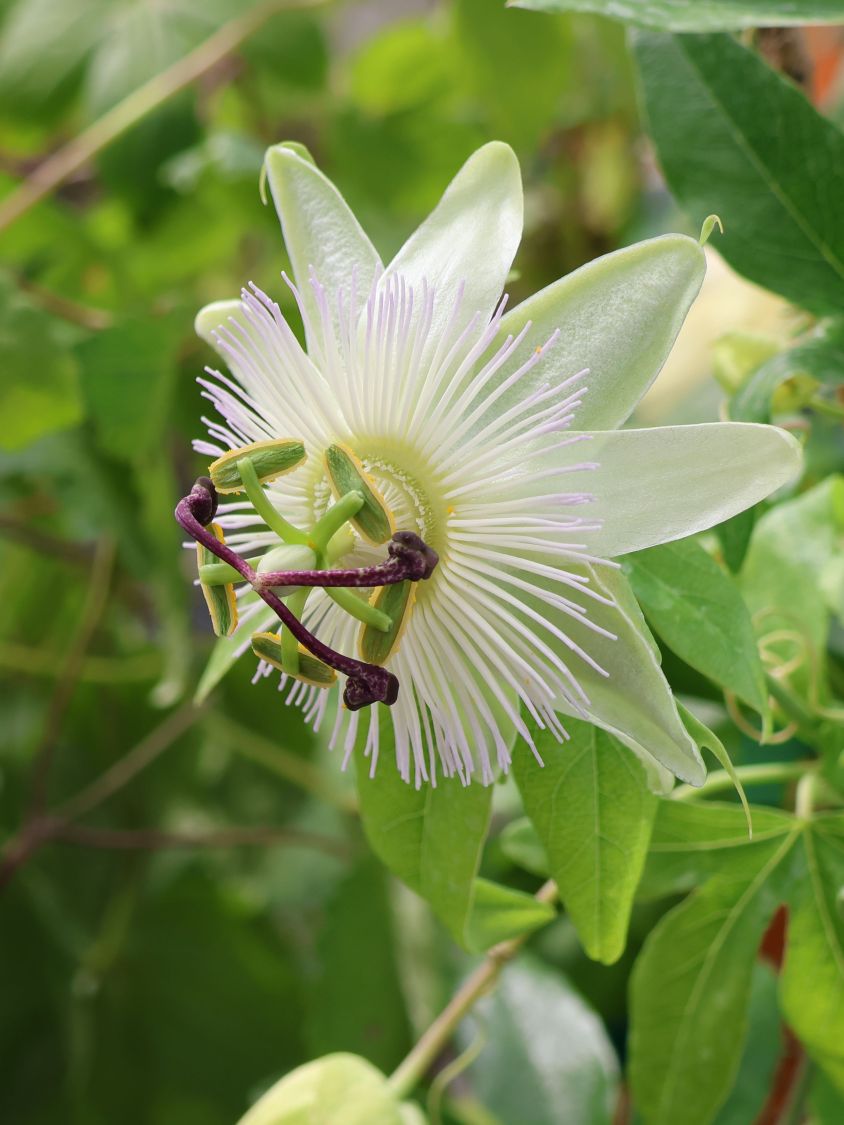 Blaue Passionsblume 'Constance Elliot' - Passiflora caerulea 'Constance Elliot' , Passiflora caerulea 'Constance Elliot'