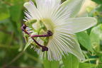 Blaue Passionsblume 'Constance Elliot' - Passiflora caerulea 'Constance Elliot' , Passiflora caerulea 'Constance Elliot'