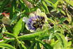 Blaue Passionsblume - Passiflora caerulea
