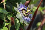 Blaue Passionsblume - Passiflora caerulea
