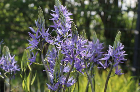 Blaue Prärielilie 'Caerulea' - Camassia leichtlinii 'Caerulea'