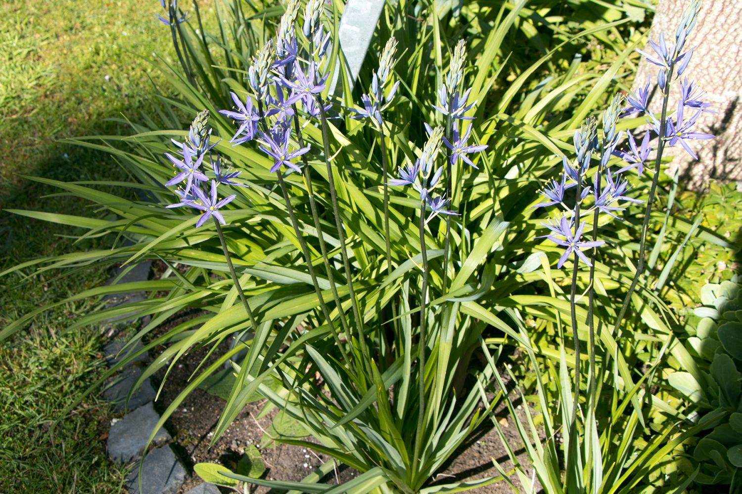 Prärielilien (Camassia)