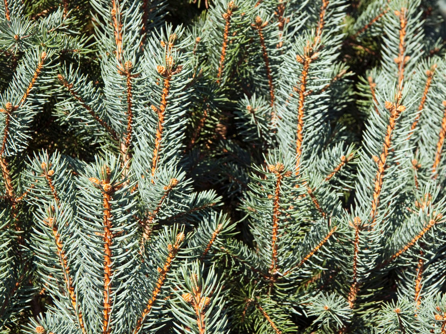 Fichten (Picea)