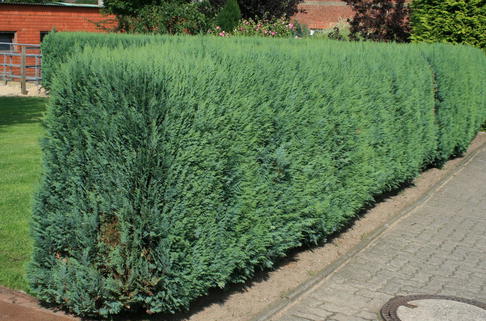 Blaue Säulenzypresse 'Columnaris' / Scheinzypresse 'Columnaris' - Chamaecyparis lawsoniana 'Columnaris'
