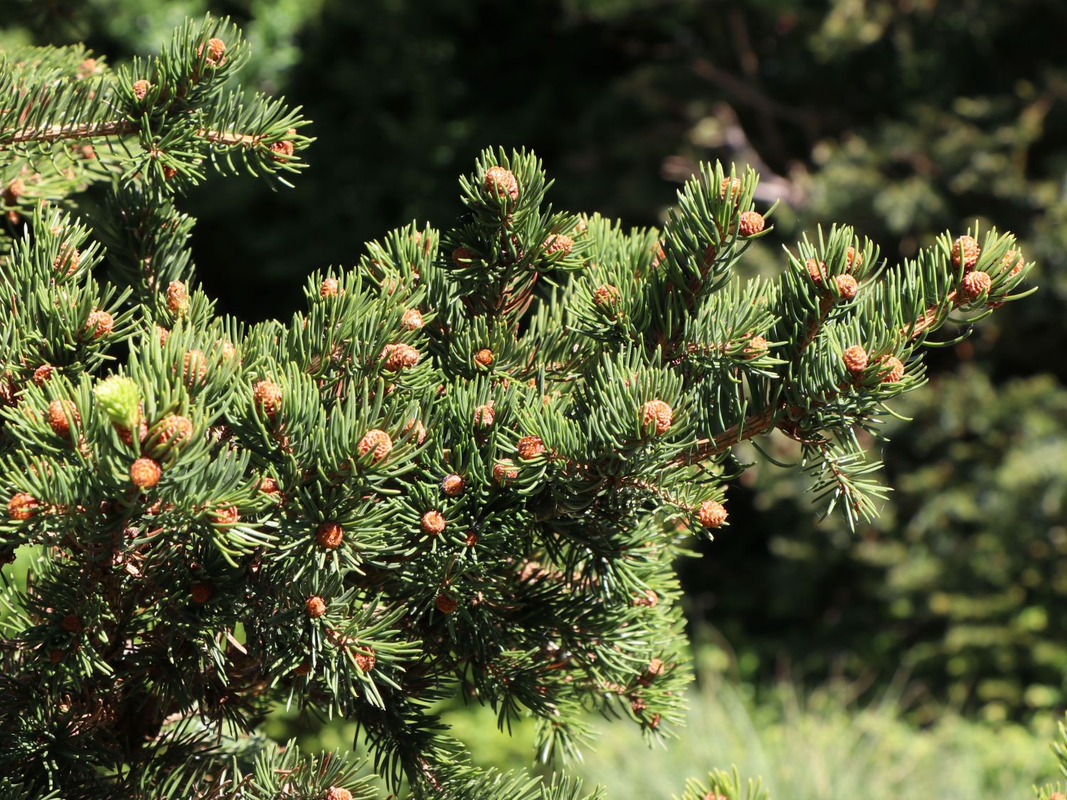 Blaue Stechfichte 'Lucky Strike'