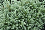Blaue Zwerg-Zypresse 'Blue Moon' ® - Chamaecyparis pisifera 'Blue Moon' ®