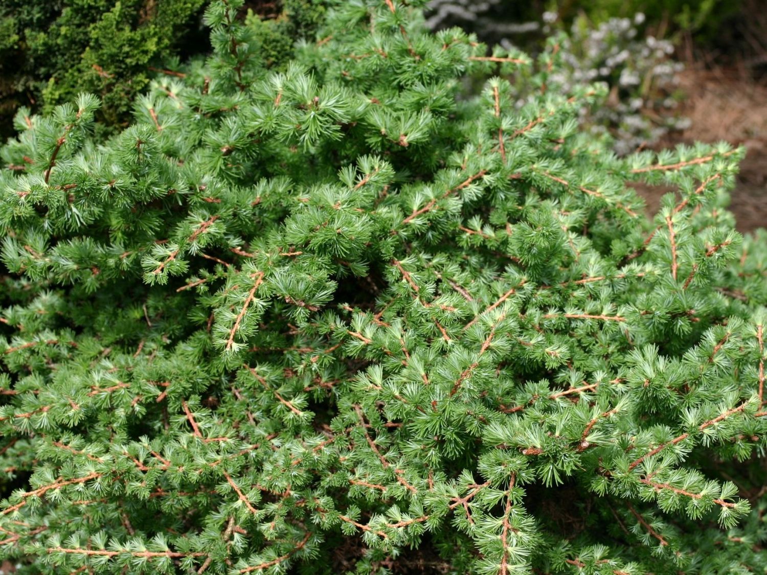 Lärchen (Larix)