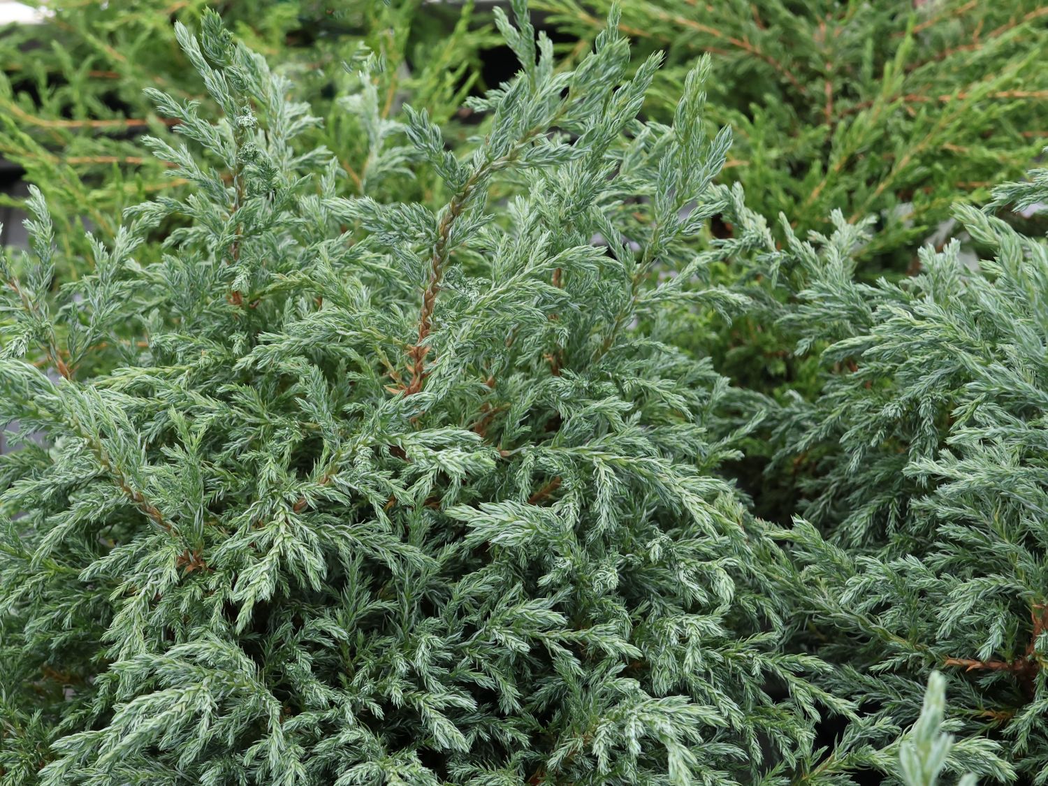 Blaue Zwergzypresse 'Baby Blue'