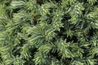 Blaue Zwerg-Zypresse 'Blue Moon' ® - Chamaecyparis pisifera 'Blue Moon' ®