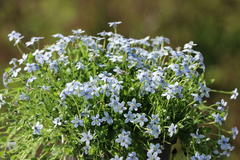 Blauer Bubikopf