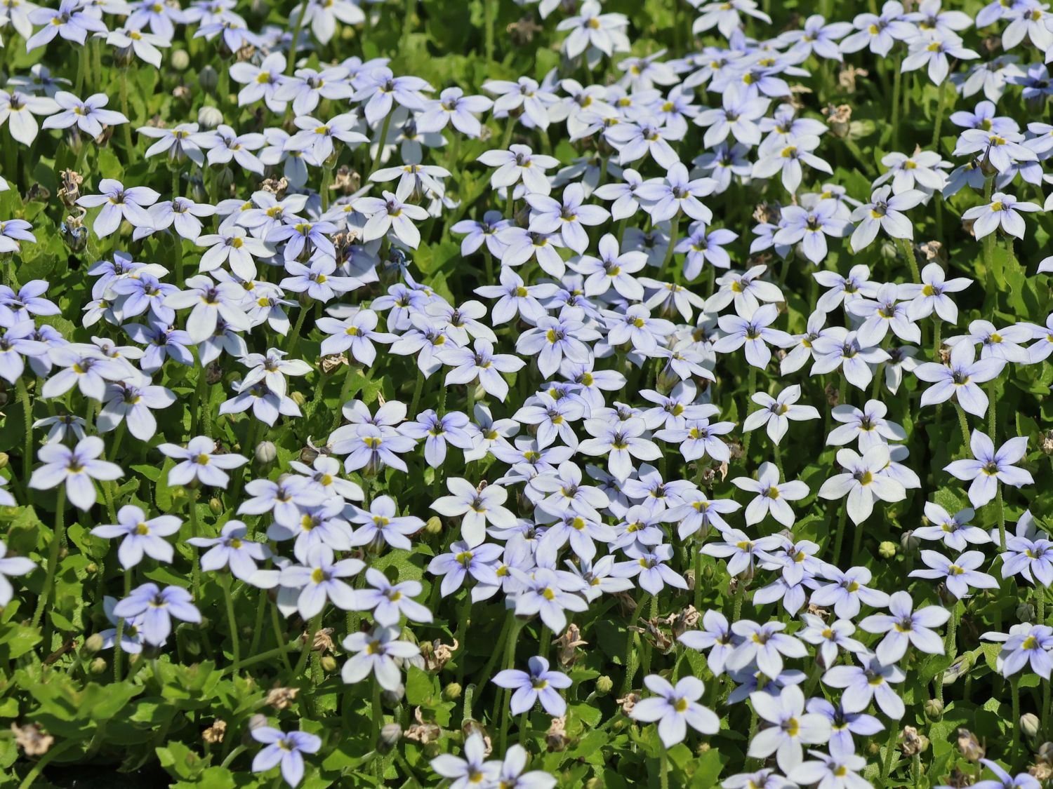 Teppichlobelie (Pratia)