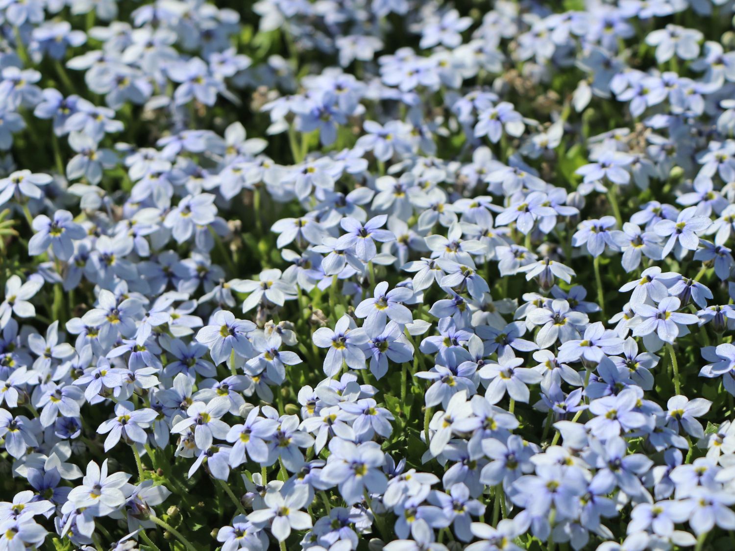Blauer Bubikopf - Isotoma fluviatilis