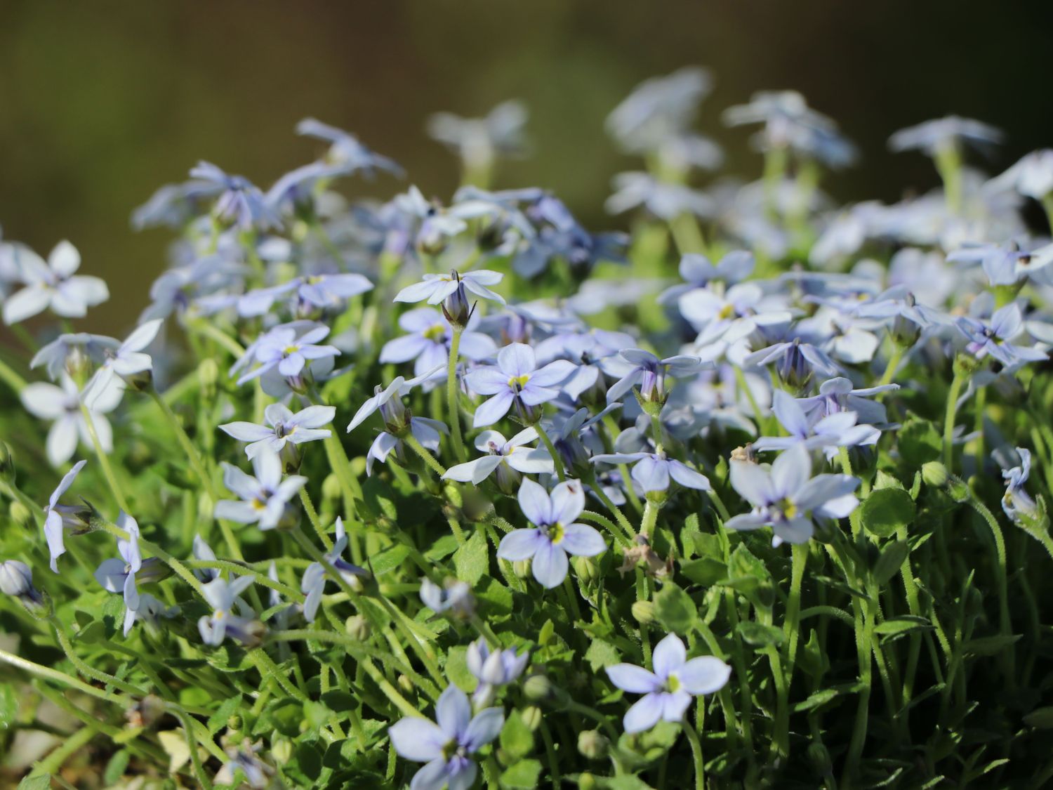 Blauer Bubikopf - Isotoma fluviatilis