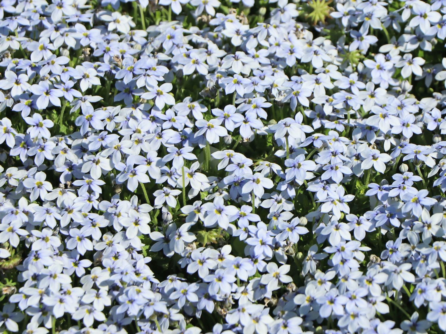 Blauer Bubikopf - Isotoma fluviatilis