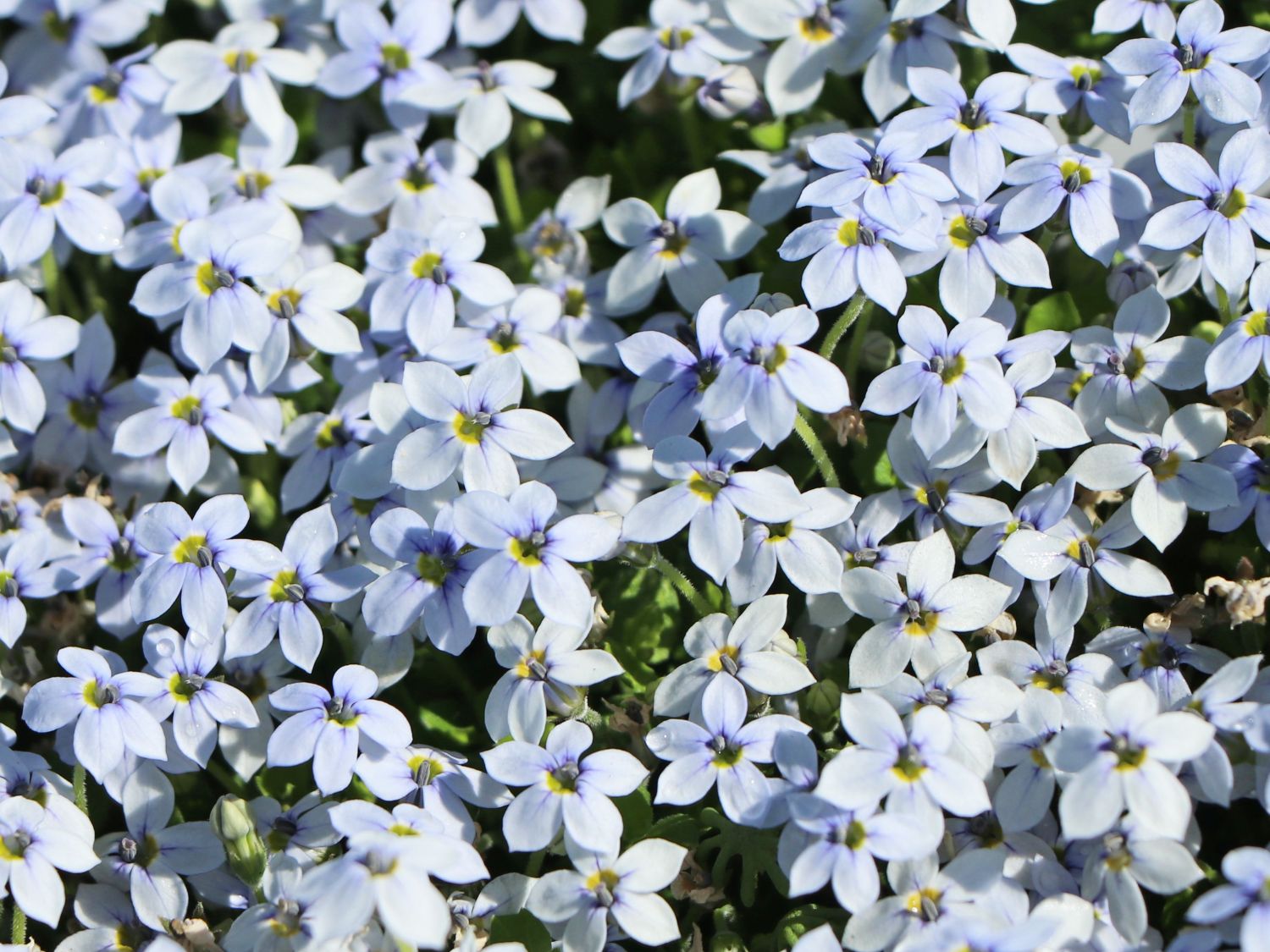 Blauer Bubikopf - Isotoma fluviatilis