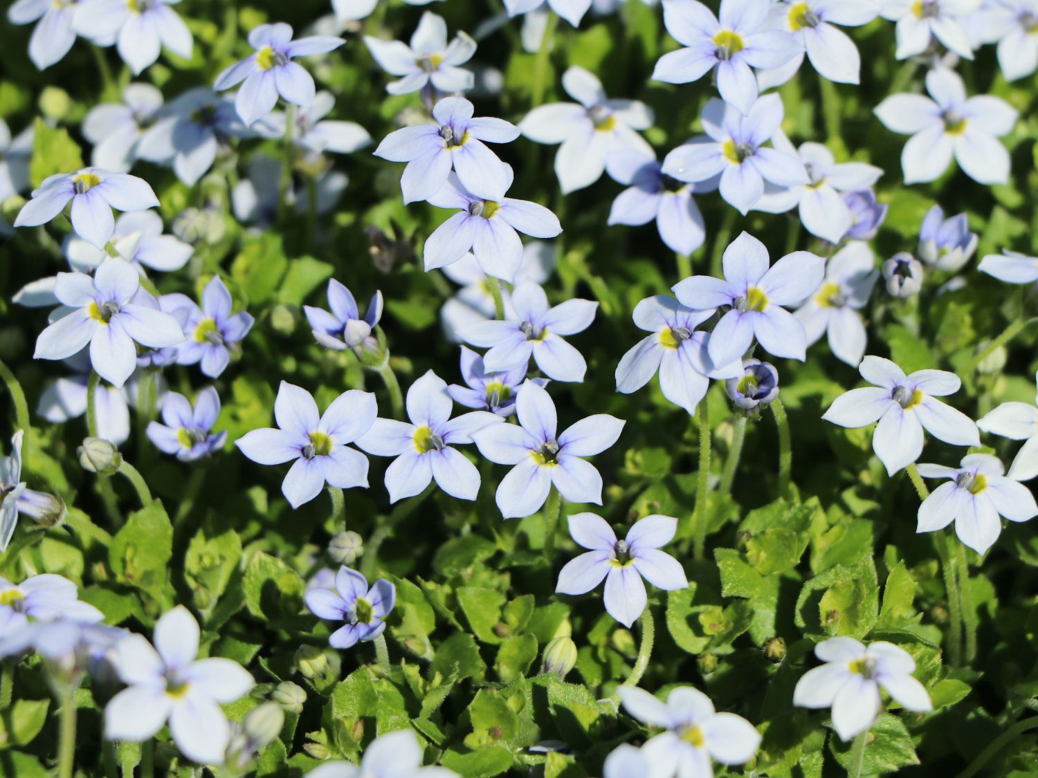 Blauer Bubikopf - Isotoma fluviatilis