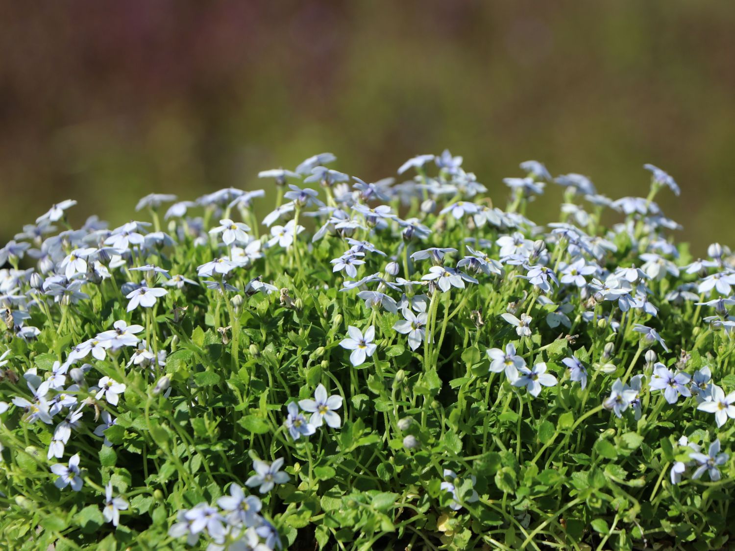 Blauer Bubikopf - Isotoma fluviatilis