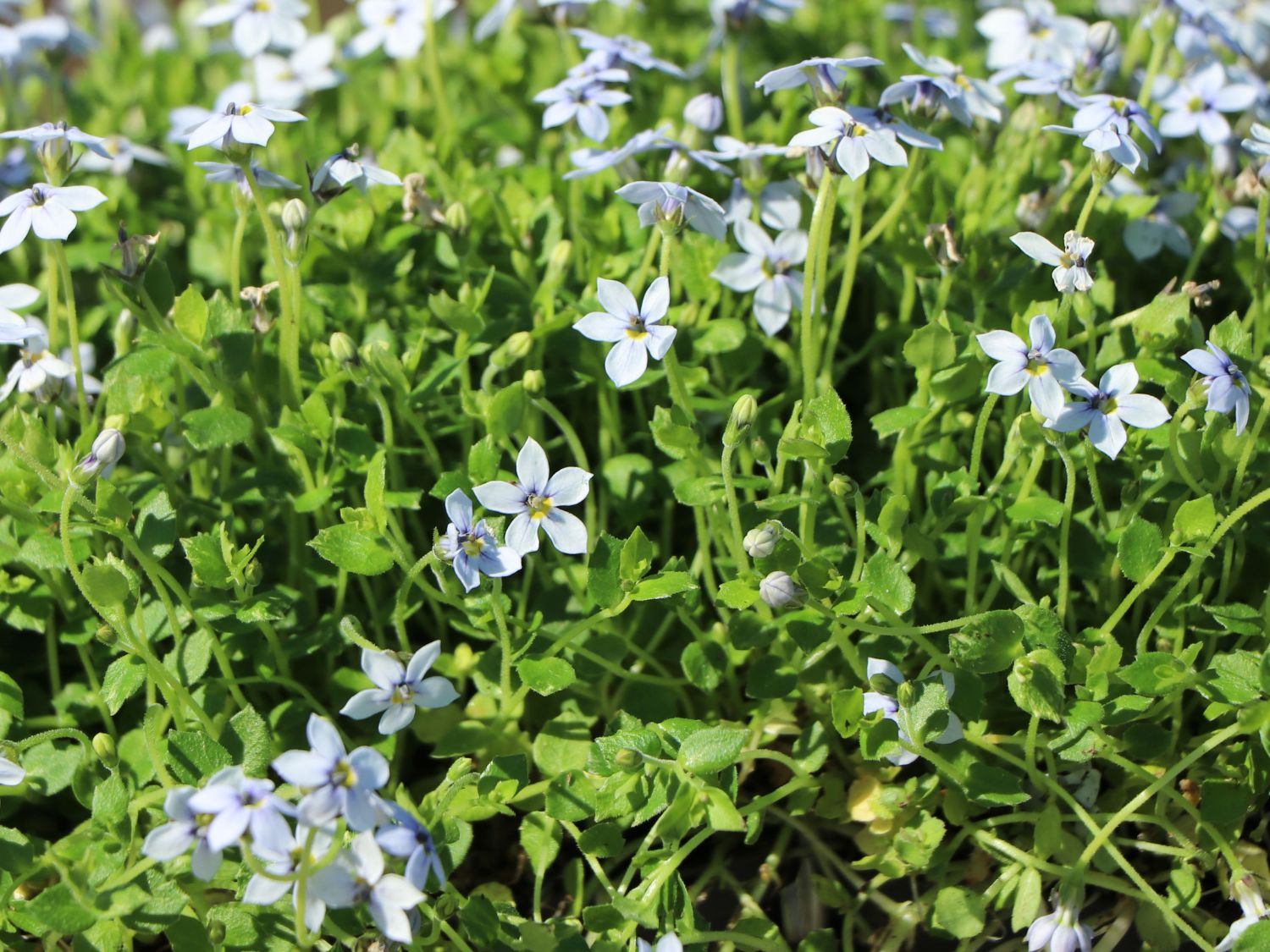 Blauer Bubikopf - Isotoma fluviatilis