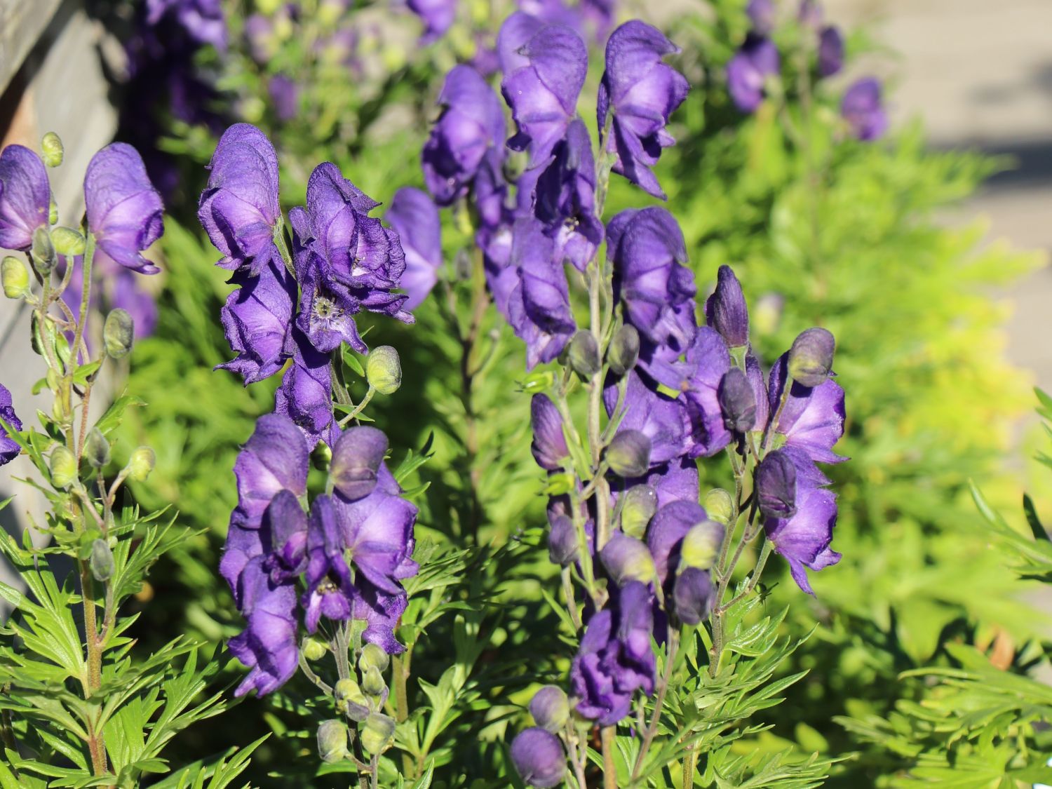 Blauer Eisenhut - Aconitum napellus