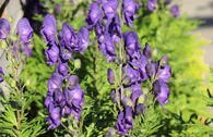 Blauer Eisenhut