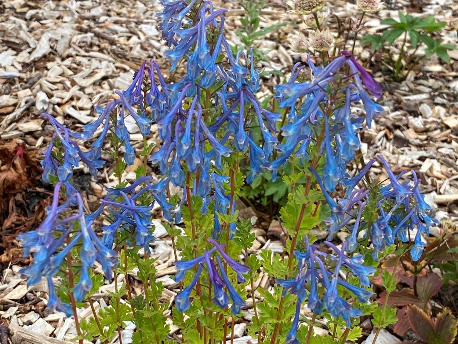 Blauer Lerchensporn - Corydalis calycosa