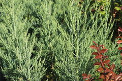 Blauer Mammutbaum 'Glaucum'