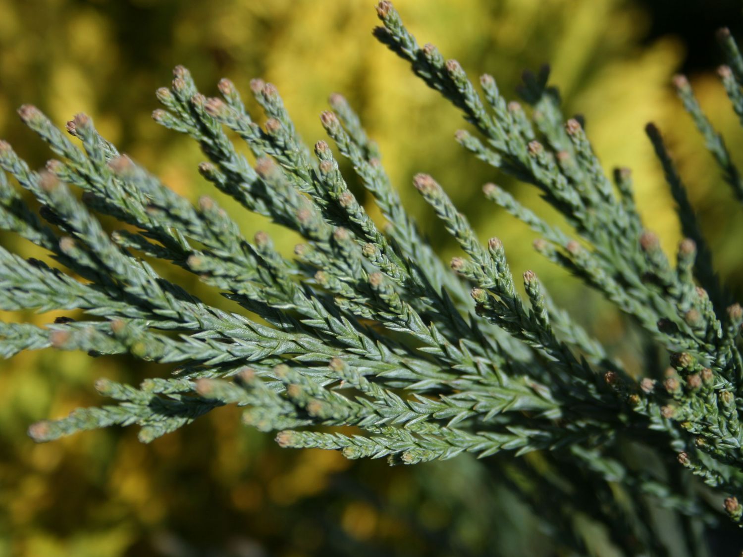 Sequoiadendron (Sequoiadendron)