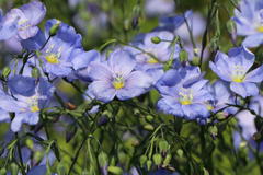 Blauer Stauden-Lein 'Nanum Saphir'