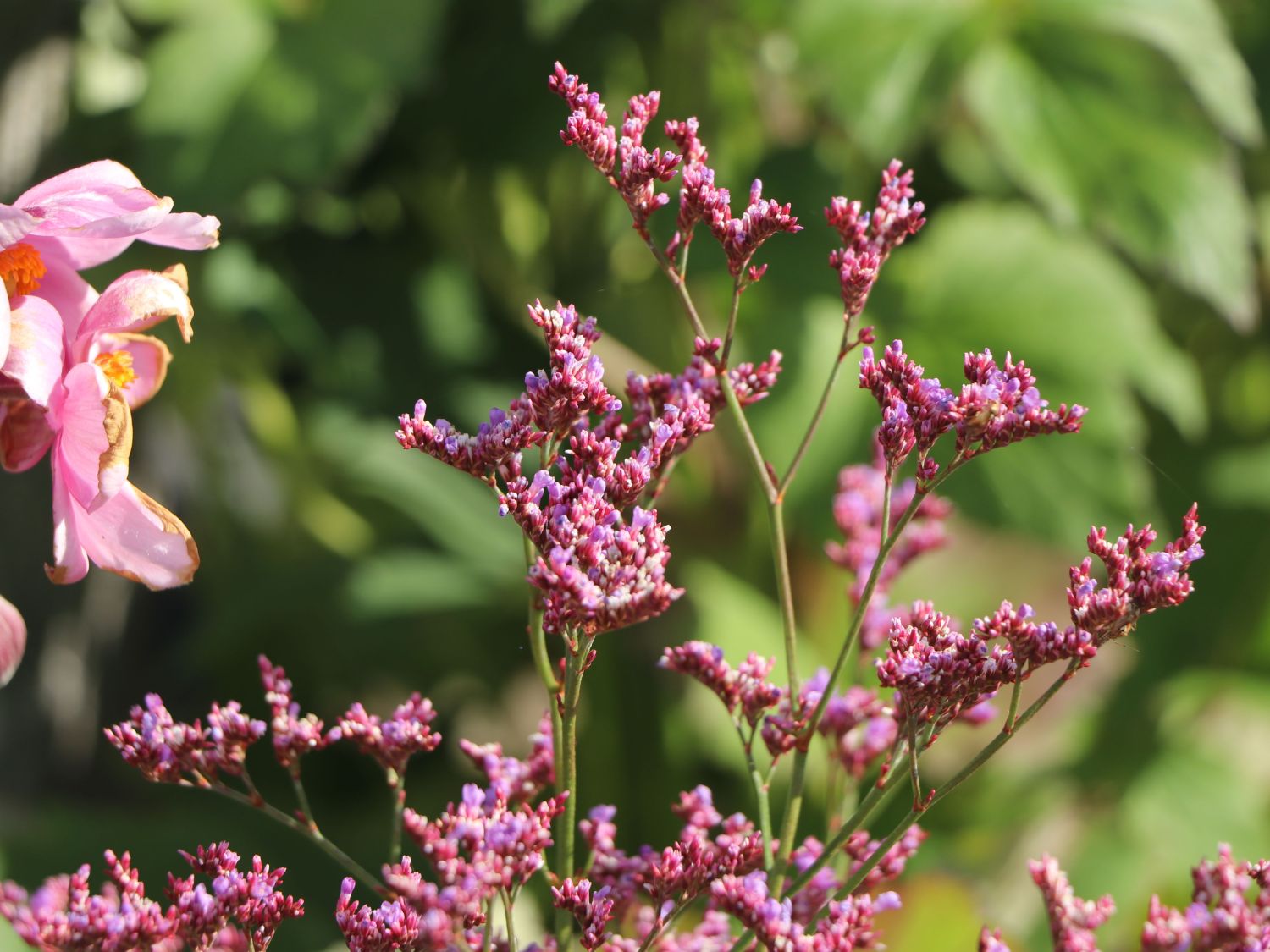 Blauer Strandflieder 'Dazzle Rocks' - Limonium gmellinie 'Dazzle Rocks'