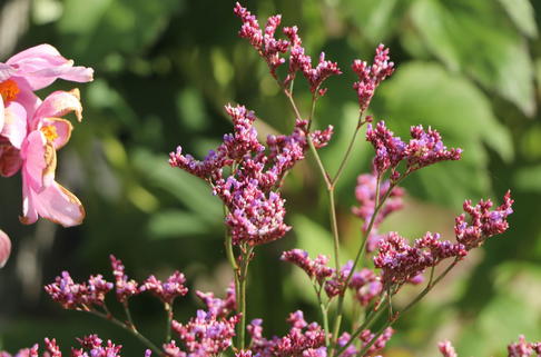 Blauer Strandflieder 'Dazzle Rocks' - Limonium gmellinie 'Dazzle Rocks'