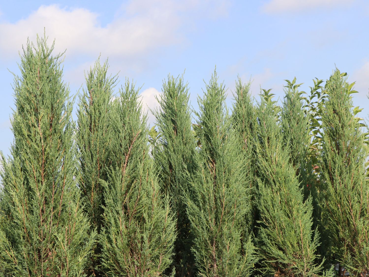 Blauer Zypressen-Wacholder 'Blue Arrow' - Juniperus scopulorum 'Blue Arrow'