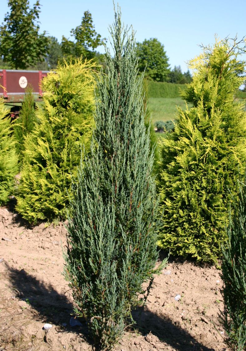 Blauer Zypressen-Wacholder 'Blue Arrow' - Juniperus scopulorum 'Blue Arrow'
