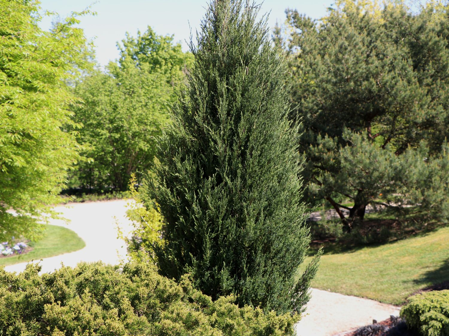 Blauer Zypressen-Wacholder 'Blue Arrow' - Juniperus scopulorum 'Blue Arrow'