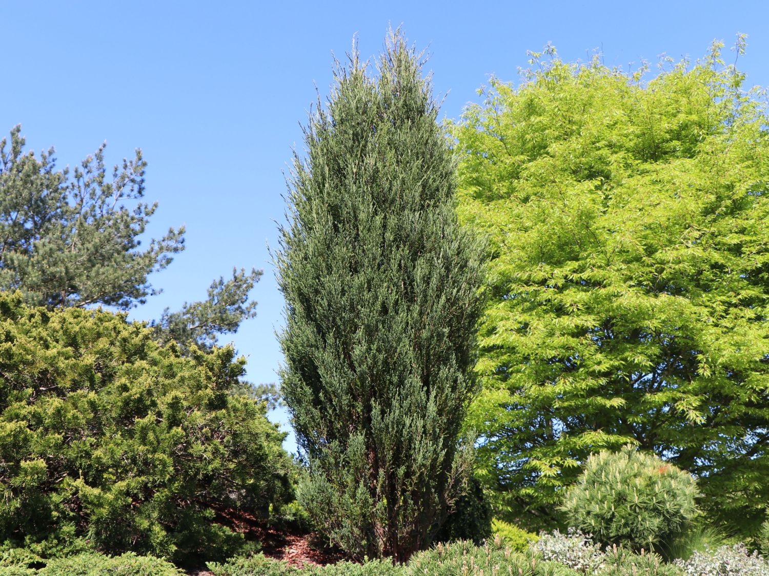 Blauer Zypressen-Wacholder 'Blue Arrow' - Juniperus scopulorum 'Blue Arrow'