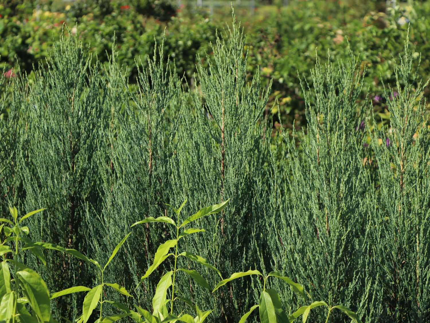 Blauer Zypressen-Wacholder 'Blue Arrow' - Juniperus scopulorum 'Blue Arrow'