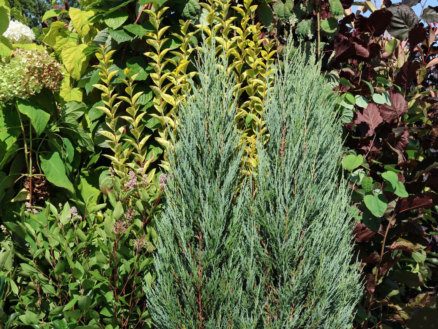 Blauer Zypressen-Wacholder 'Blue Arrow' - Juniperus scopulorum 'Blue Arrow'