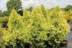 Blaufichte 'Starlight'